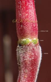  Calyx